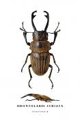 odontolabis striata